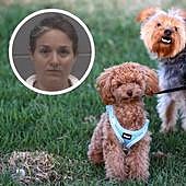 Una mujer, detenida tras el hallazgo de 14 perros muertos en su casa, once de ellos en el congelador