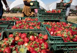 Marruecos niega la presencia de hepatitis A en sus fresas