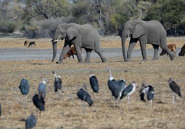 Botsuana amenaza con enviar 20.000 elefantes a Alemania por sus críticas a la cacería