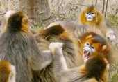 Los monos salvajes toman esta ciudad de Tailandia conocida por su patrimonio y cerca de Bangkok