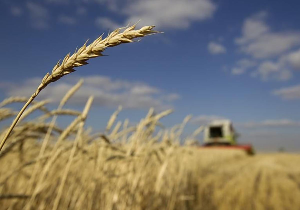Imagen de archivo de una cosecha de trigo