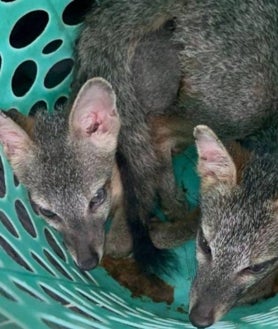 Imagen secundaria 2 - Arriba, un pandillero de Barrio 18; debajo varios animales encontrados en la prisión: cocodrilos y zorros, entre otros