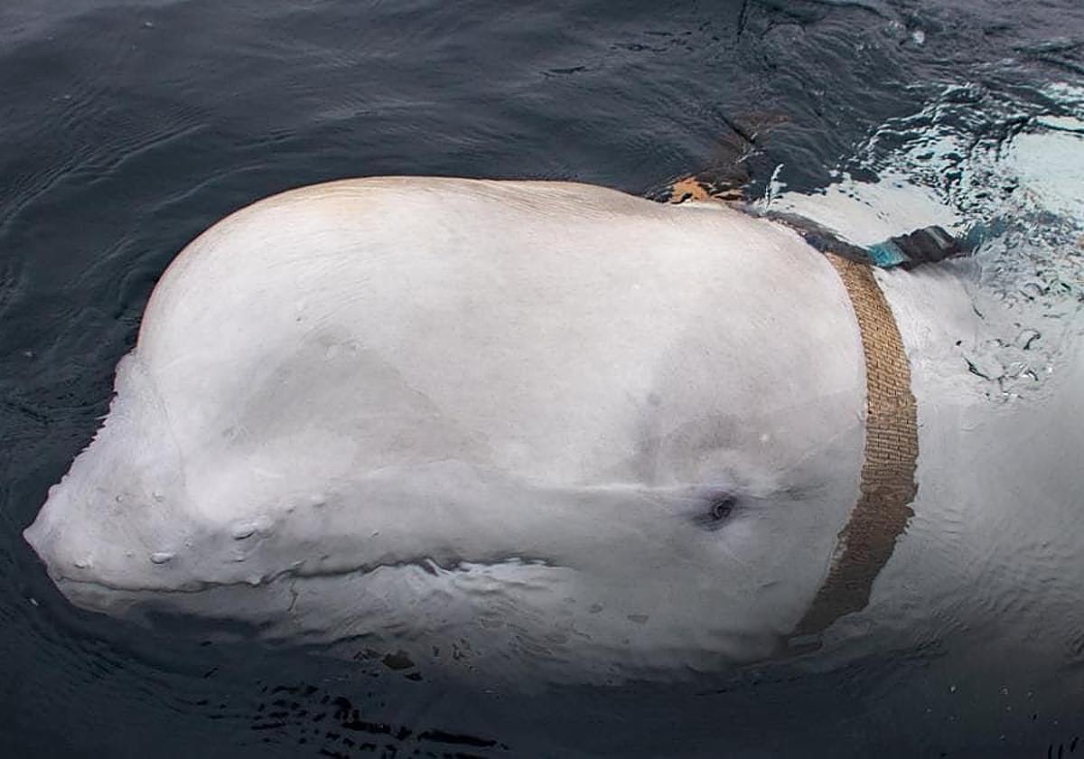 La ballena que apuntaba a ser una espia rusa y ha muerto, imagen archivo