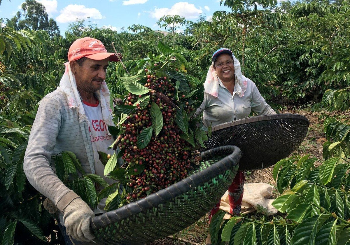 Recolectores de café en el estado brasileño de Espirito Santo