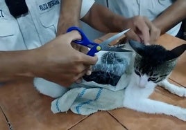 La Policía detiene a 'Narco-Michi', un gato que introducía droga en una cárcel de Costa Rica