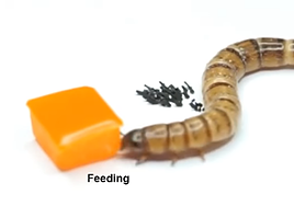 Crean un ejército de robots-hormiga magnéticos capaces de levantar 2.000 veces su peso, guiar organismos o flotar sobre el agua