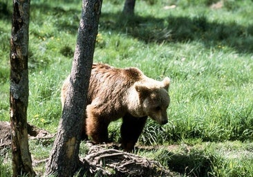 No fue atacado por un oso: la Policía japonesa aclara que la muerte de un anciano se produjo a manos de su hijo