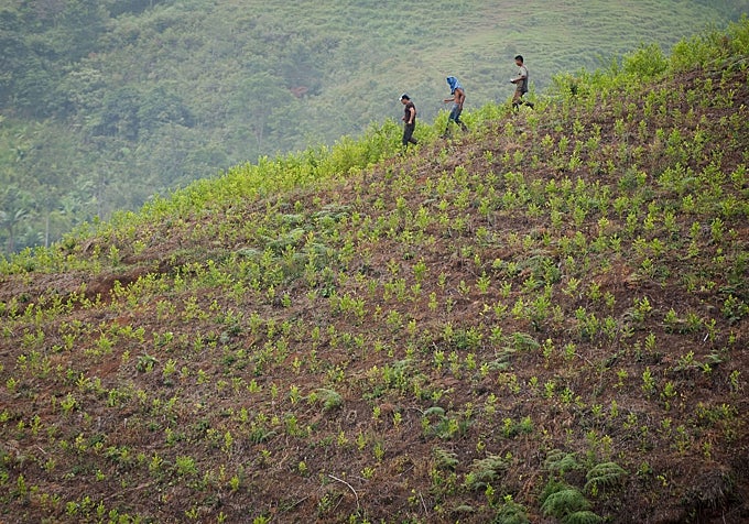 Granjeros en una plantación de coca en las montañas del departamento de Cauca (Colombia).