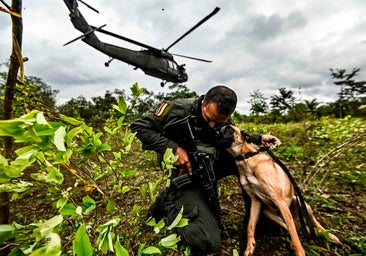 Cocaína, la guerra que Colombia no logra ganar