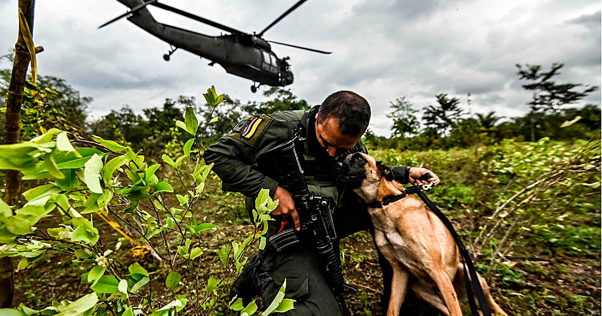 Cocaína, la guerra que Colombia no logra ganar