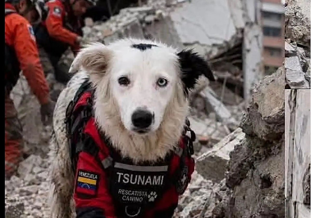 El perro de búsqueda y rescate, Tsunami.