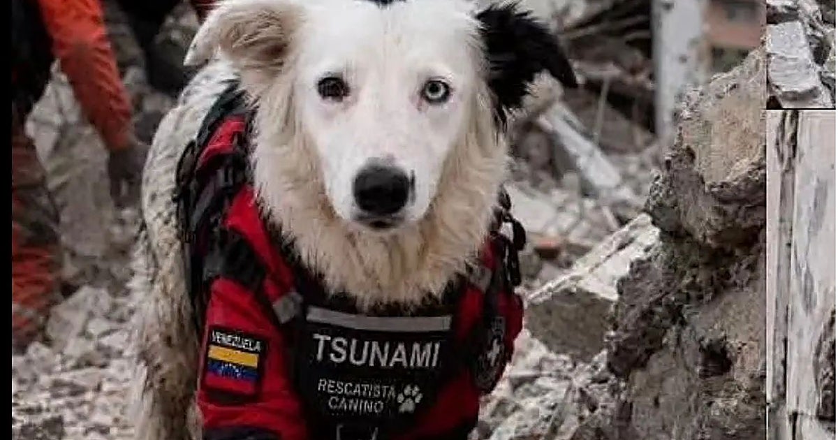 Tsunami: Venezuela'da Enkaz Altındakileri Kurtaran Dört Ayaklı Kahraman