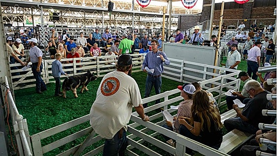 Celebración de la Feria Estatal de Iowa este fin de semana