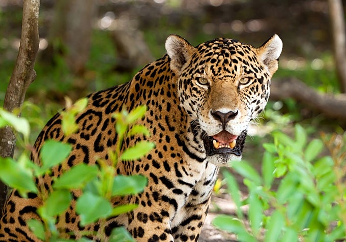 Según la creencia oriental, la sangre del jaguar mexicano otorga cualidades especiales a quienes la consumen.