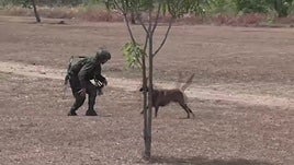 Colombia pone a prueba capacidades de su Ejército para trabajar con fuerzas de la OTAN