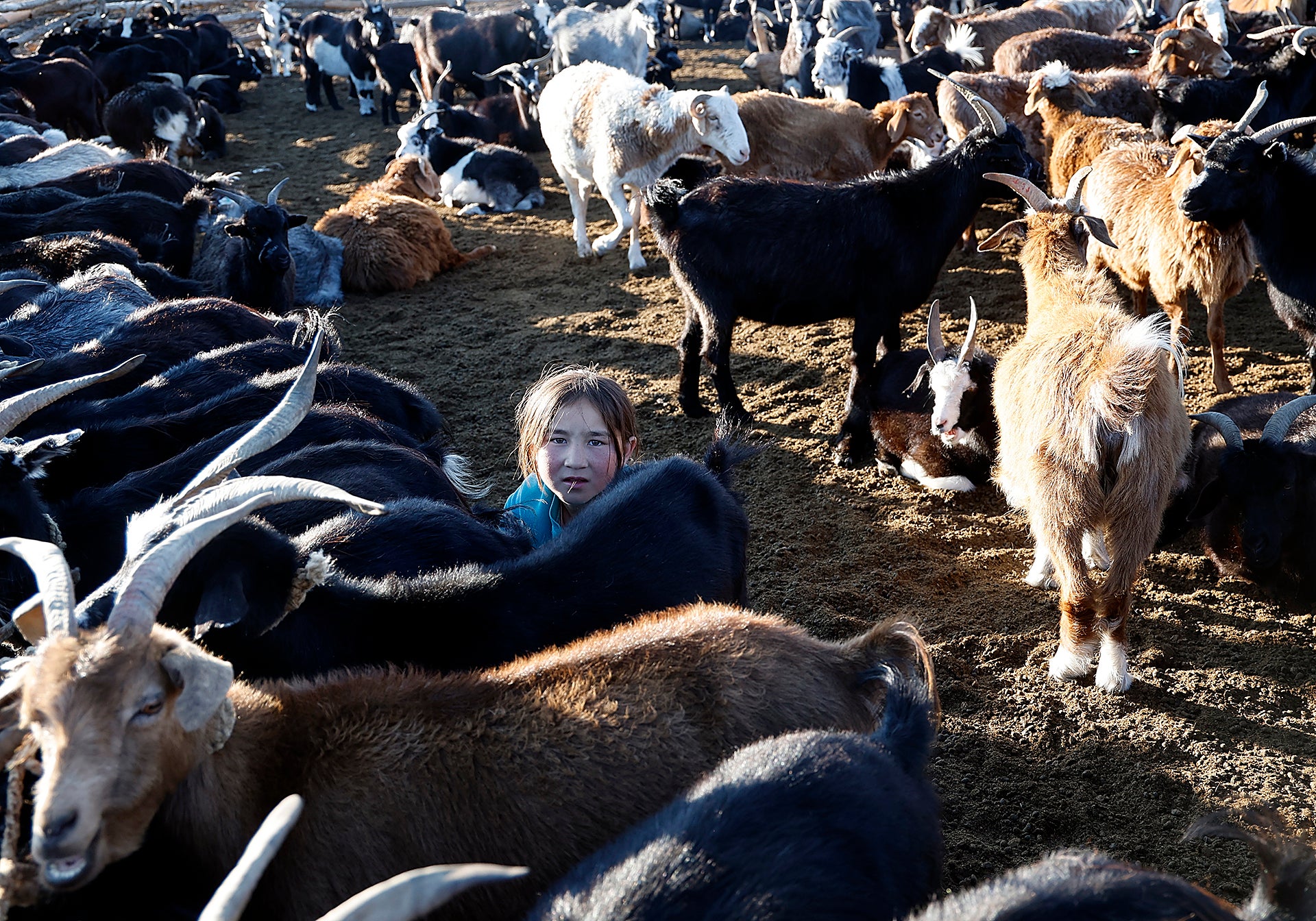 Aisoule ordeñando las cabras
