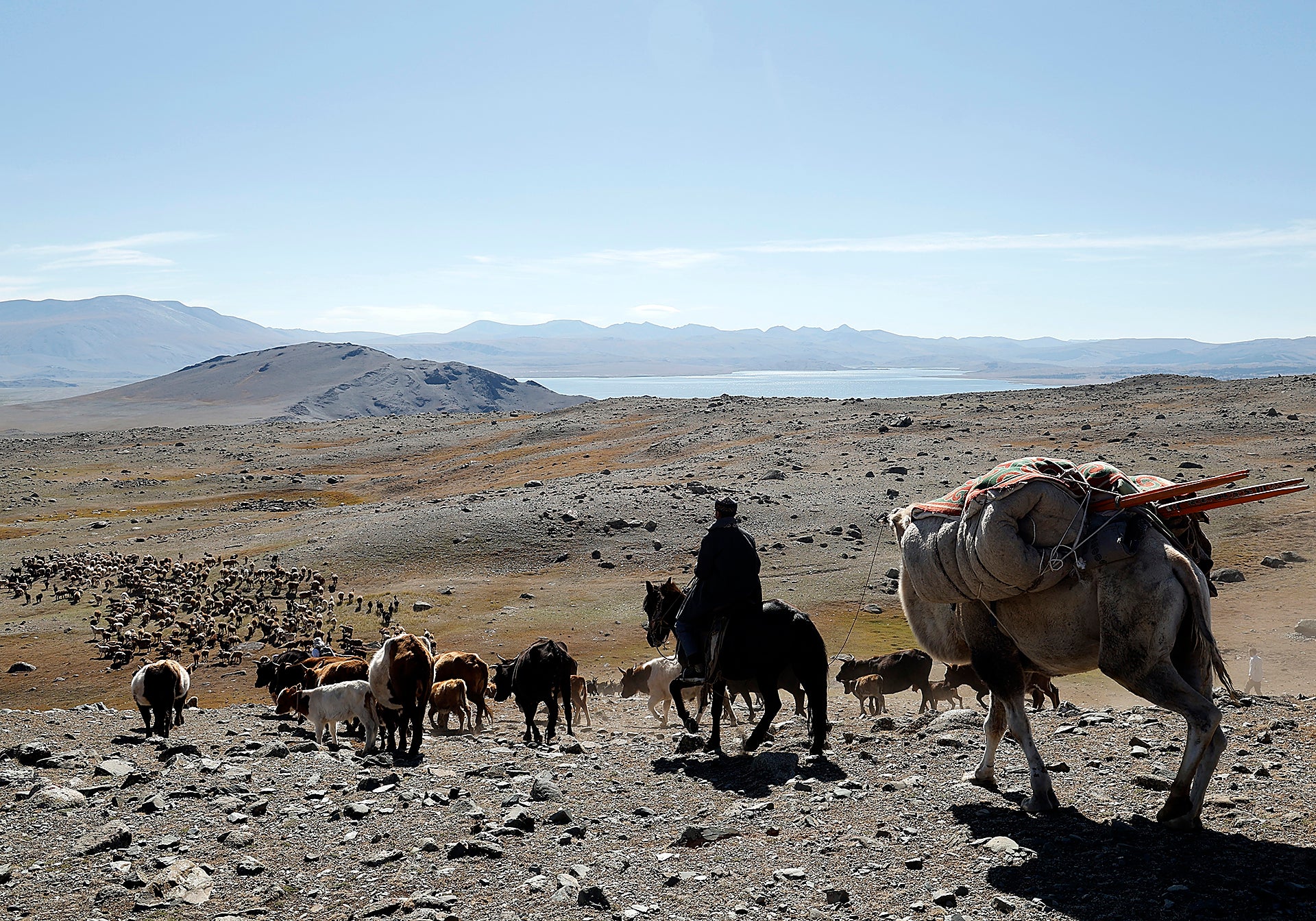 El ganado recorre montañas y valles bajo un sol abrasador hasta llegar a los pastos del otoño