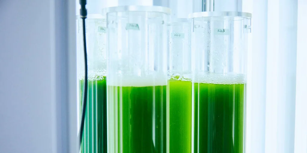 They propose using algae as biofuel as an alternative to electric cars