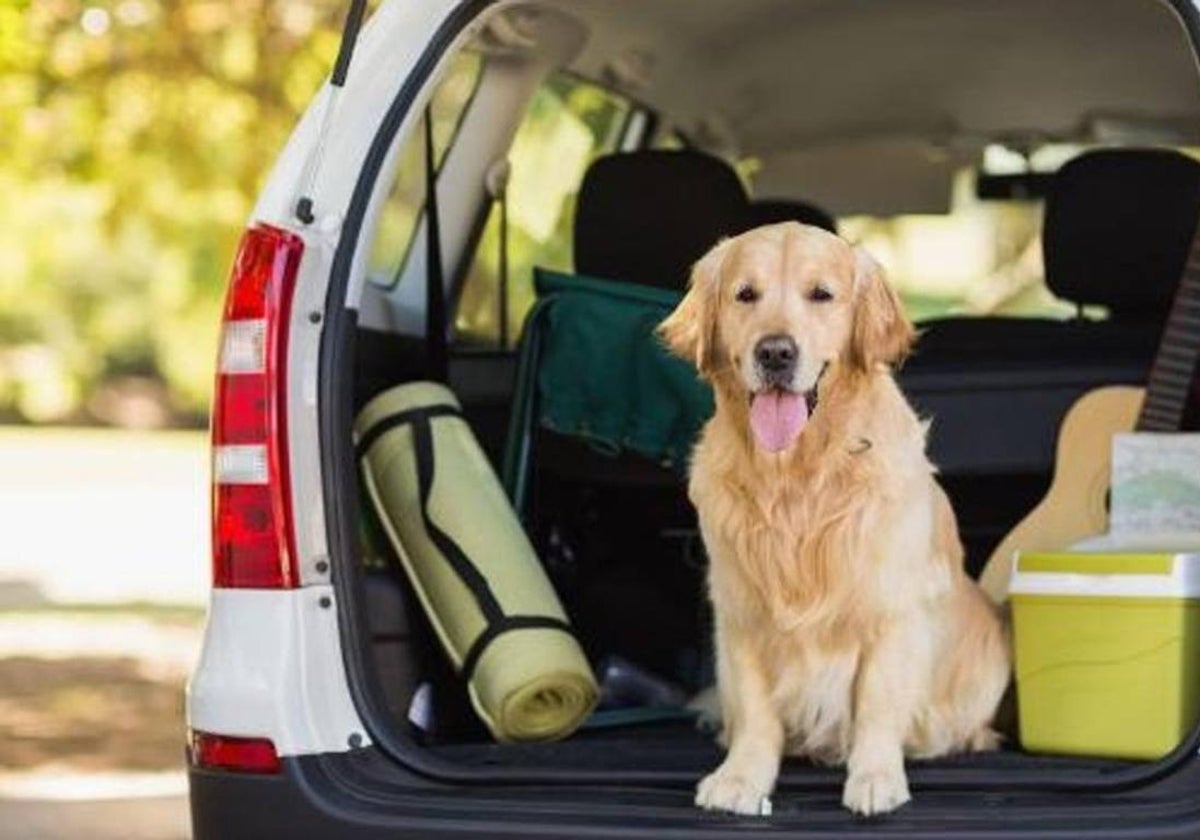 Te vas de viaje con tu mascota? ¡Este es tu kit!