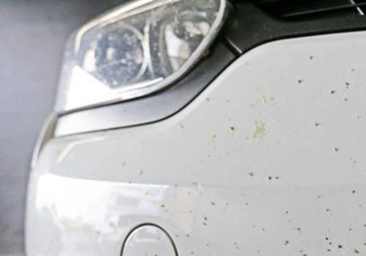 Cómo eliminar los mosquitos de la pintura del coche