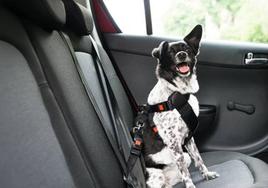 ¿Cómo debo transportar a mi perro en el coche para irnos de vacaciones? Esto es lo que dice la DGT