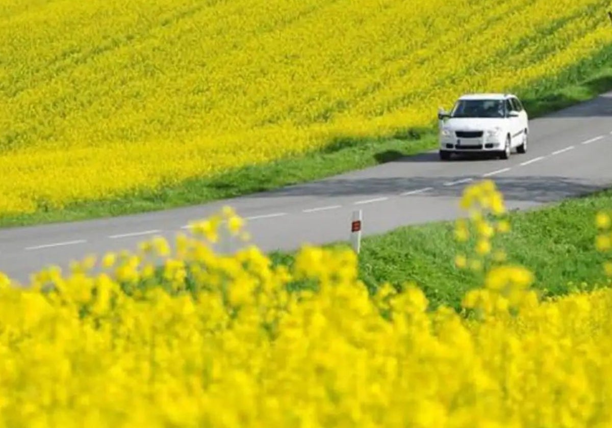 Las alergias pueden llegar a ser muy peligrosas al volante