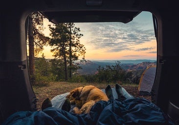 ¿Puedo viajar en camper con mi perro?