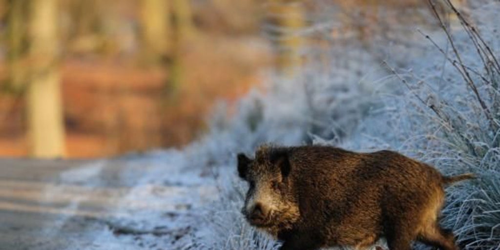 Los siniestros con animales han crecido un 145% en la última década