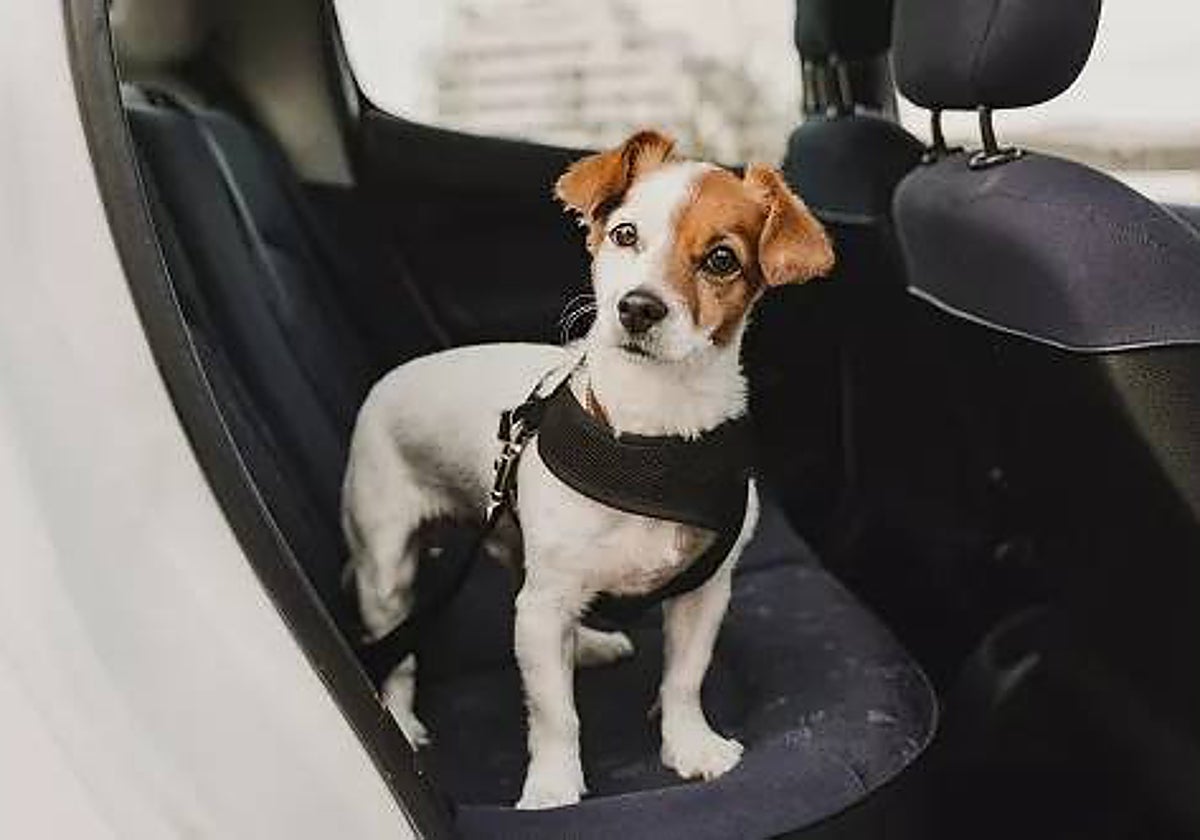 Cómo llevar a tu mascota en el coche