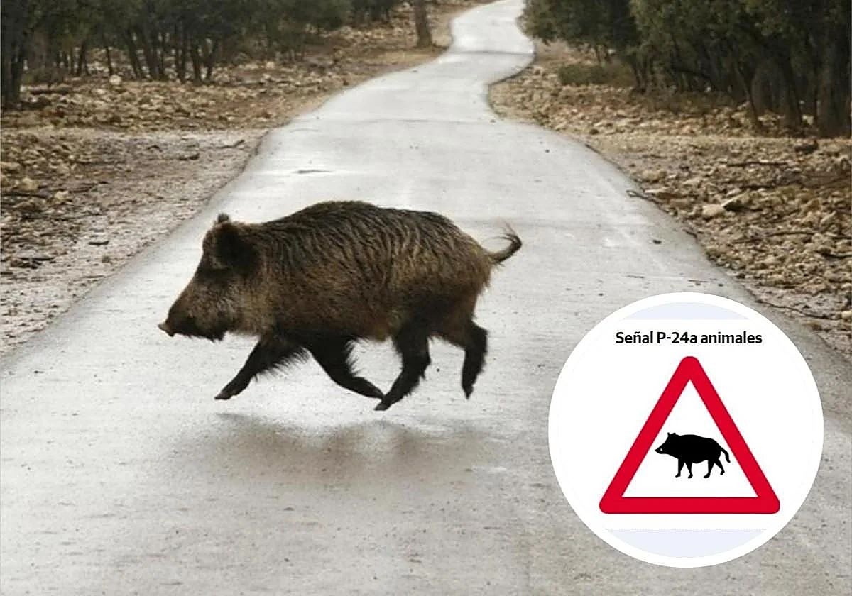 Accidentes con animales