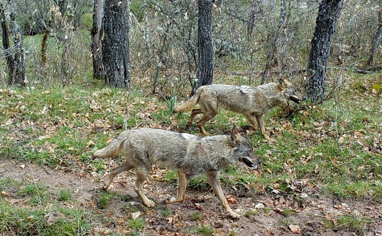 Lobos: ni tantos ni tan bien