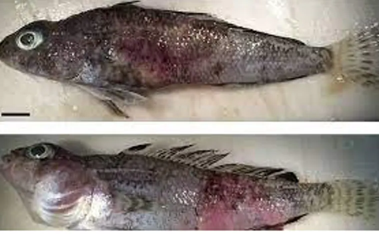 El cambio climático provoca extraños tumores en peces de la Antártida