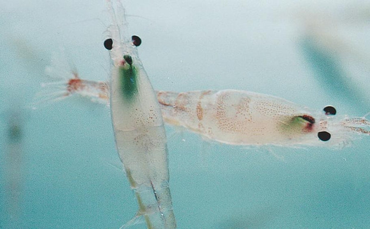 El saqueo del krill en la Antártida