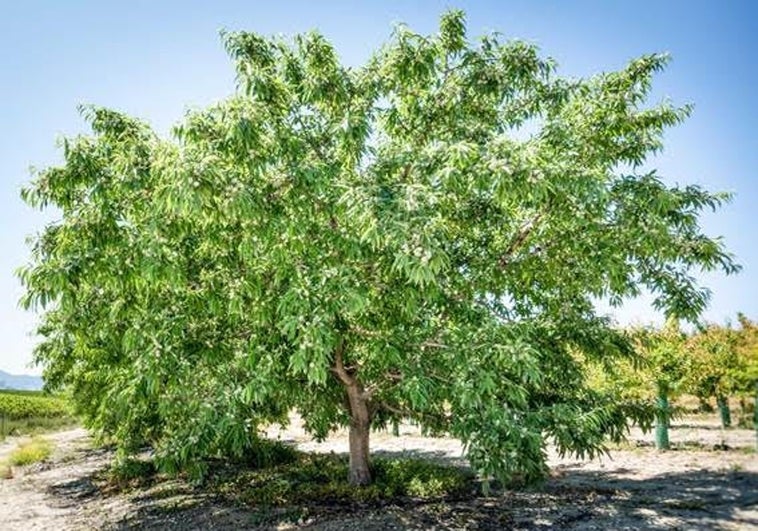 Almendros para Ucrania