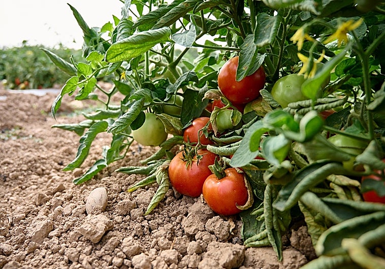 «La industria alimentaria tiene la responsabilidad de ofrecer a los consumidores el acceso a productos 100% sostenibles»