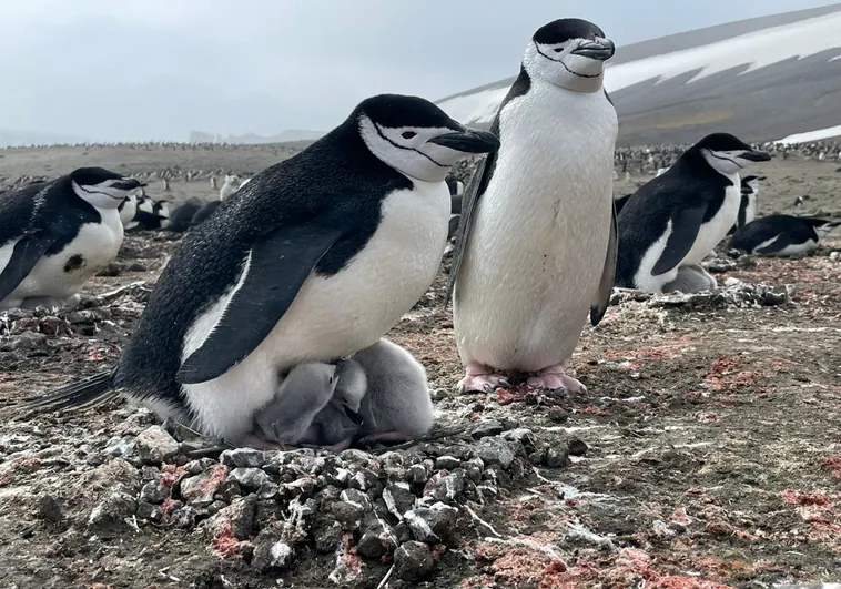 Pingüinos con personalidad
