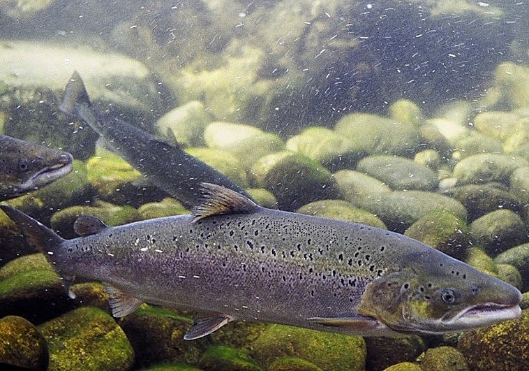 La fiesta del rey del río