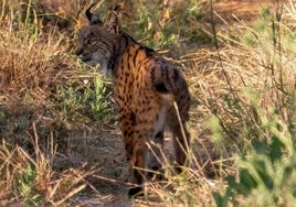 Nuevos riesgos para el lince ibérico