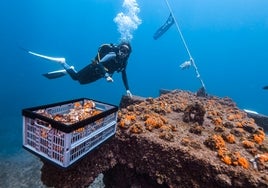 Jardines para el coral naranja del Mediterráneo