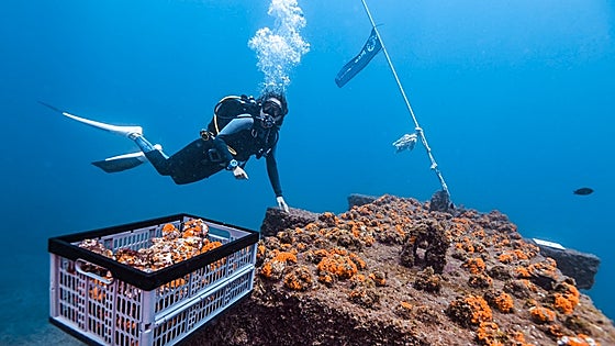 Jardines para el coral naranja del Mediterráneo