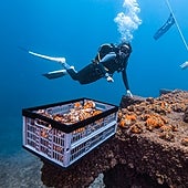 Jardines para el coral naranja del Mediterráneo