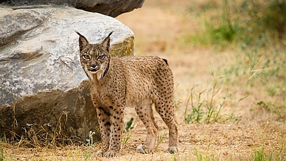La población de lince ibérico aún no es viable genéticamente