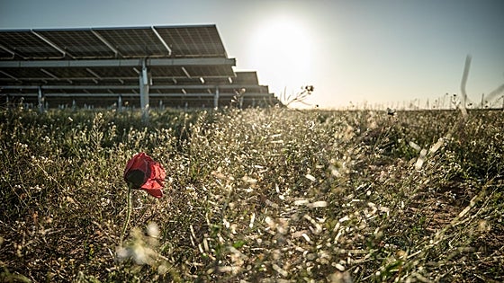 Biodiversidad «fotovoltaica»