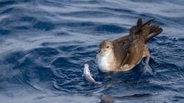 Mediterráneo y Mar Negro, zonas de riesgo por plástico para las aves oceánicas