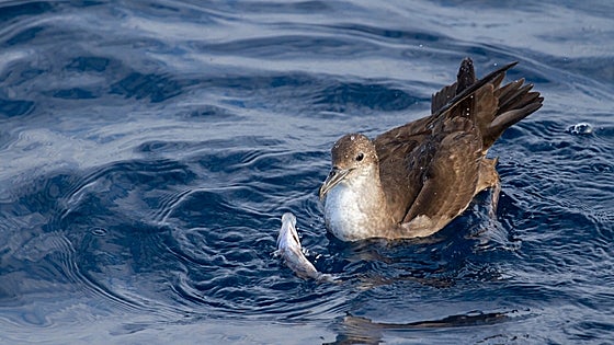 Mediterráneo y Mar Negro, zonas de riesgo por plástico para las aves oceánicas