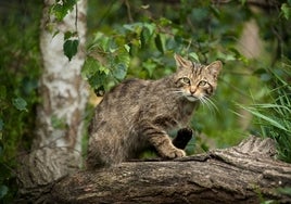Gatos asilvestrados amenazan la fauna canaria
