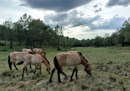 Caballos de Przewalski, libres en Iberian Highlands