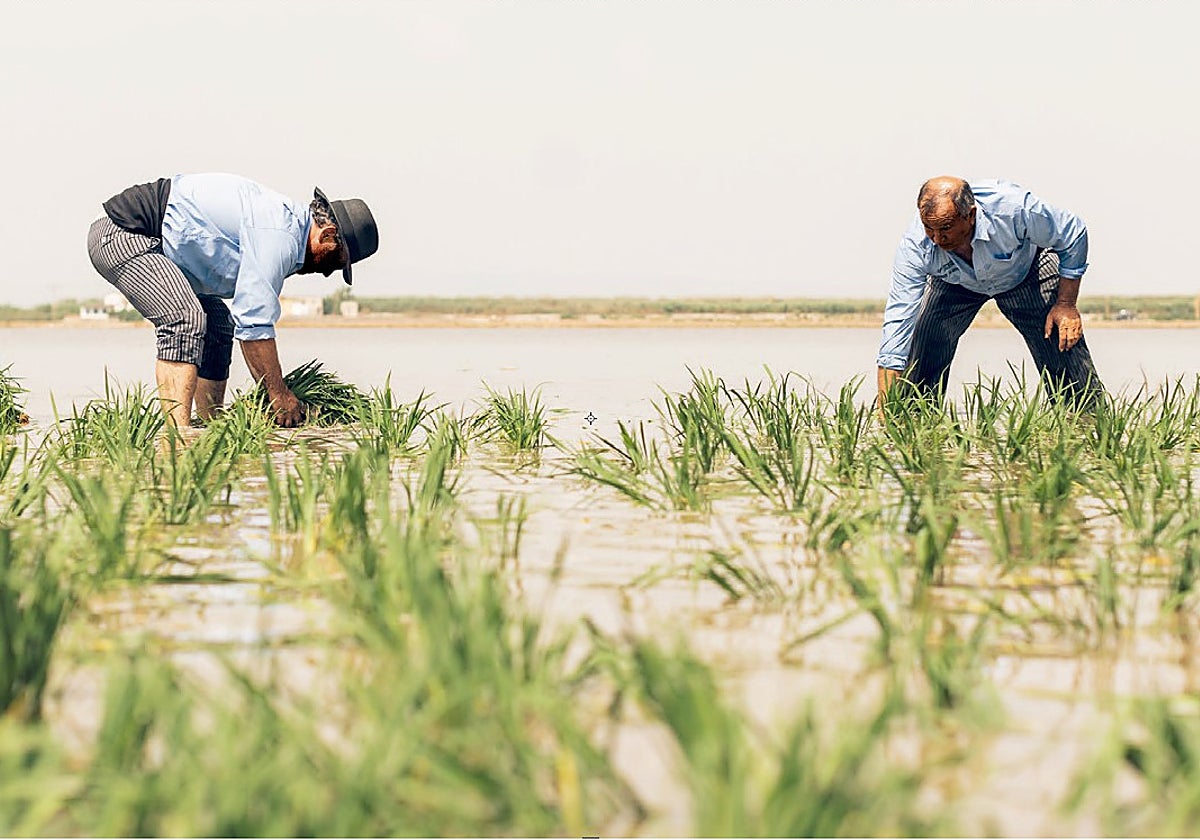 Recogida tradicional del arroz con la indumentaria típica de los arroceros valencianos