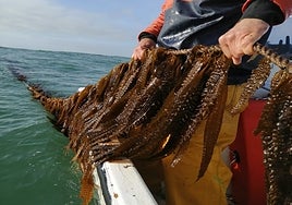El potencial de los bosques submarinos