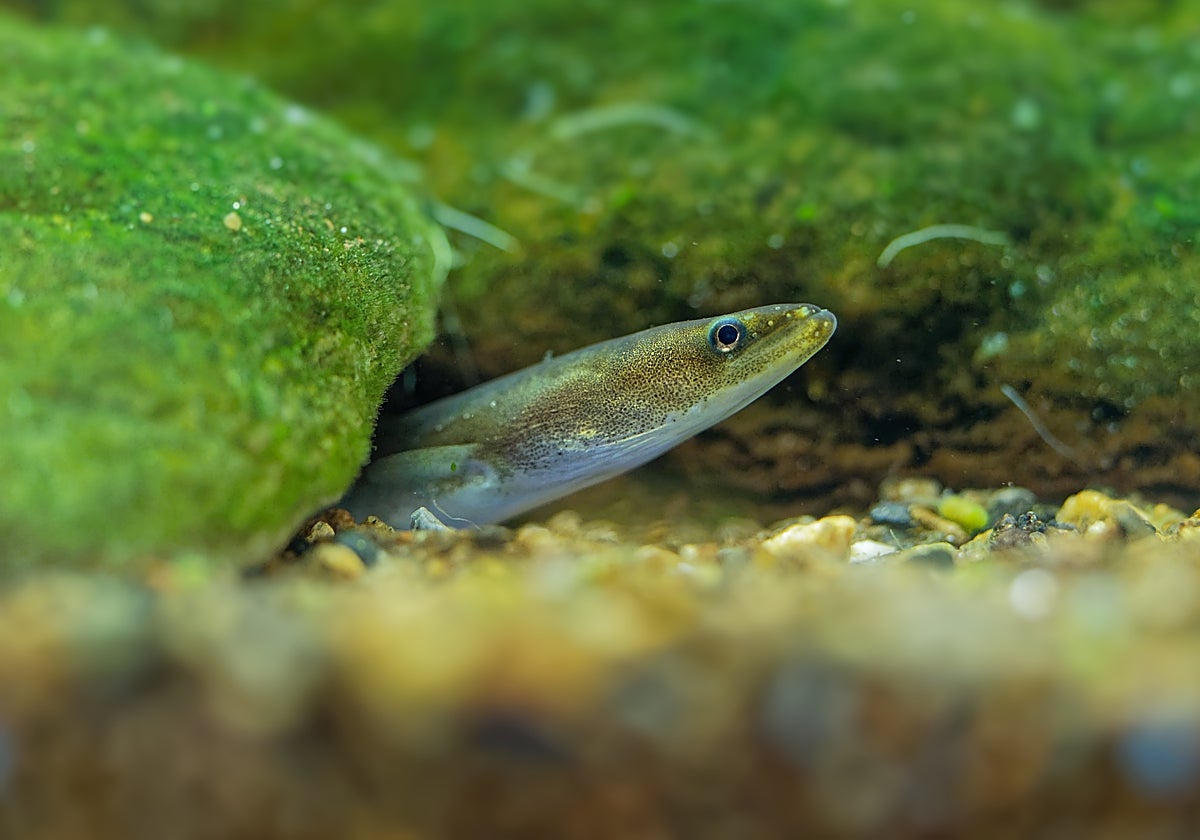 Los científicos solicitan suspender la pesca de la anguila europea para evitar su extinción
